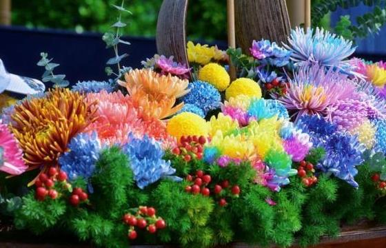 第十届青秀山菊花展在广西南宁启幕