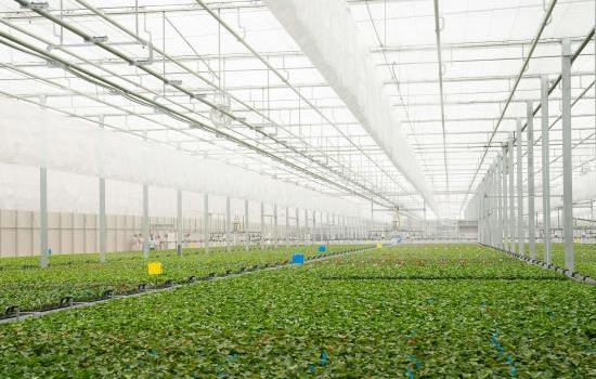 云南省花卉示范园区一高科技温室正式