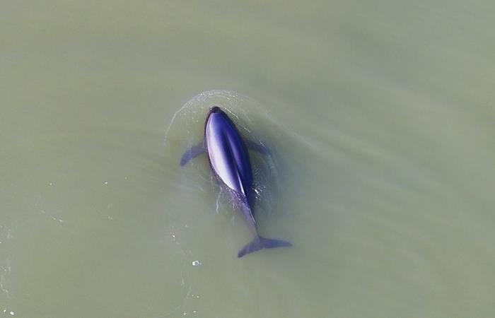 长江江豚成为武汉城市吉祥物